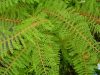 Show product details for Polystichum setiferum Herrenhausen